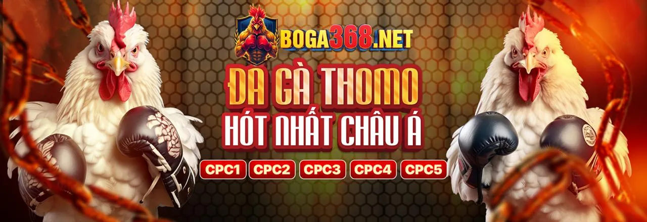 Gà chọi Thomo sẵn sàng thi đấu trên sàn đấu rực lửa