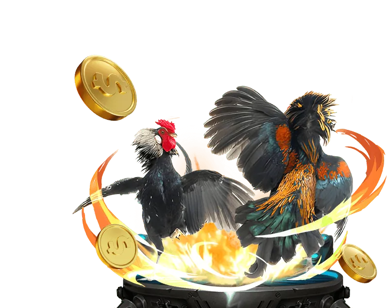 Đá gà Thomo trực tiếp với các trận đấu hấp dẫn